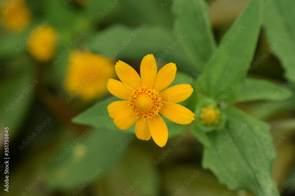 yellow flower with green leaves yellow flower with green leaves