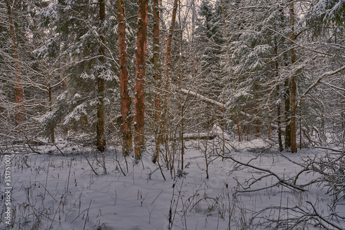 snow covered trees