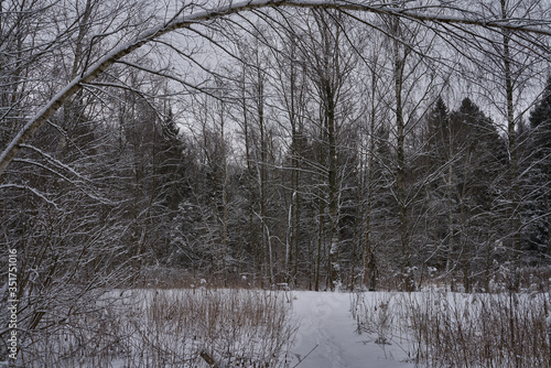 winter forest in the snow