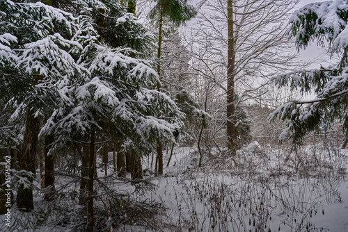 snow covered trees