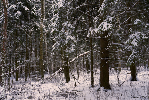 snow covered trees