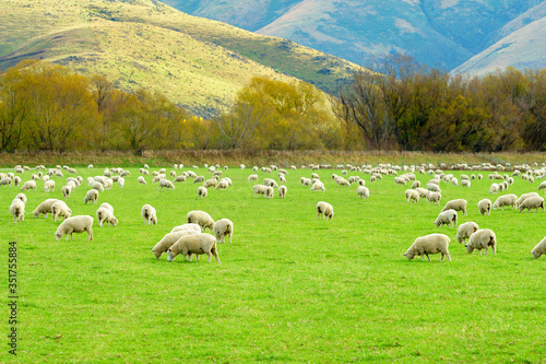 Flock of sheep grazing on a field of farmland in South Island  New Zealand.  Selective focus on the nearest sheeps 