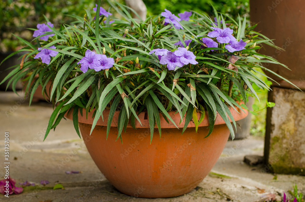 Beauty purple flowers in a pot 