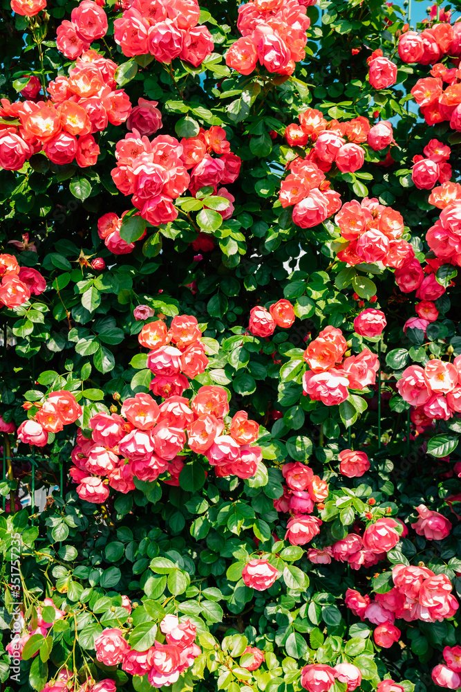 Pink rose wall background at Jungnangcheon Stream park Seoul Rose Festival in Seoul, Korea Pink rose wall background at Jungnangcheon Stream park Seoul Rose Festival in Seoul, Korea