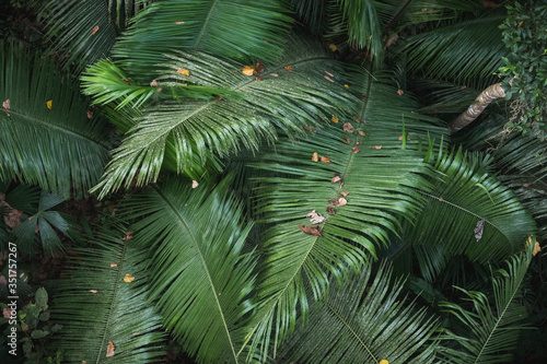 giant green fern leaves of amazone forest. Tropical forest in peruvian amazone.