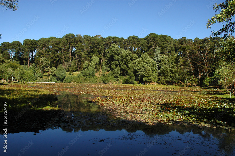 Costas del Océano pacifico Chile sudamerica mar rocas flor de costa del pacifico PAISAJES DE cHILE SUDAMERIACA CUIDAD DE VALDIVIA Costas del Océano pacifico Chile sudamerica mar rocas flor de costa del pacifico PAISAJES DE cHILE SUDAMERIACA CUIDAD DE VALDIVIA