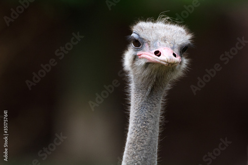 Staring Ostrich