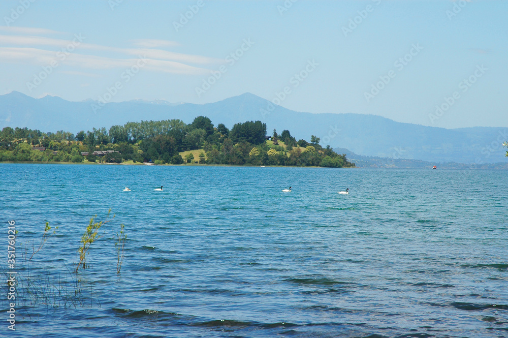 Lago  Ranco paisaje montaña sur de chile campo montañas agua lago naturaleza floress bosques aves cisne cuello negro