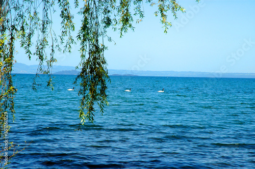 Lago  Ranco paisaje montaña sur de chile campo montañas agua lago naturaleza floress bosques aves cisne cuello negro photo