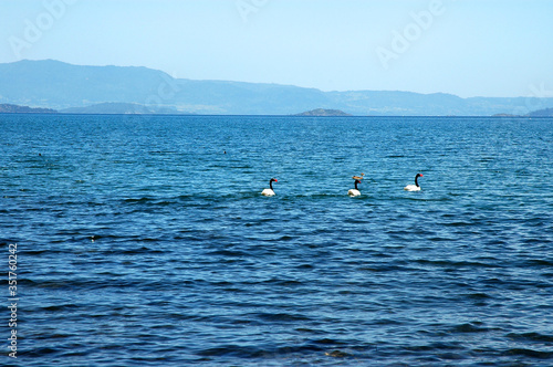 Lago Ranco paisaje montaña sur de chile campo montañas agua lago naturaleza floress bosques aves cisne cuello negro