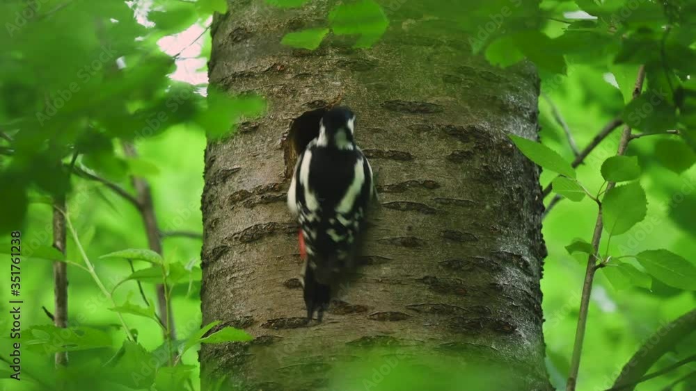 A great spotted woodpecker sitting before nest and feeding children A great spotted woodpecker sitting before nest and feeding children