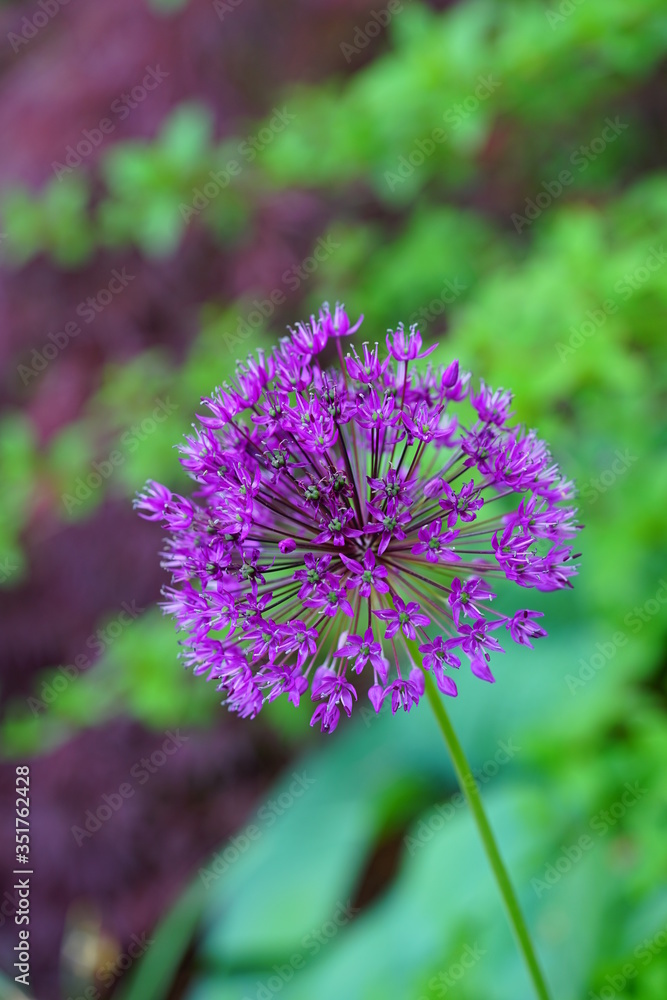 Purple globe allium flower in the spring Purple globe allium flower in the spring