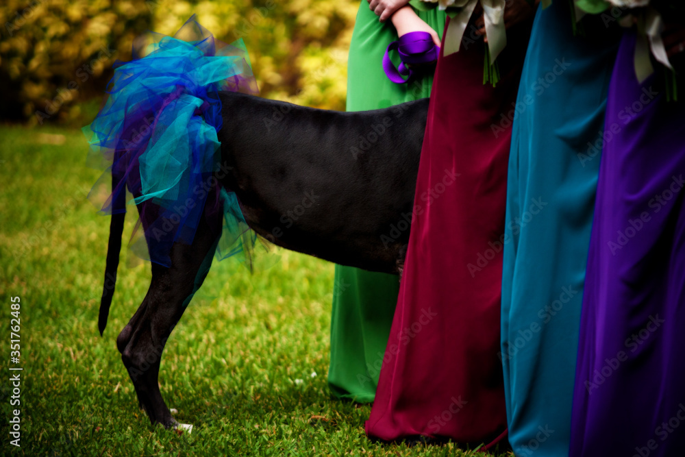 Side View Of Black Great Dane With Ribbon Standing Amidst Women - obrazy, fototapety, plakaty 