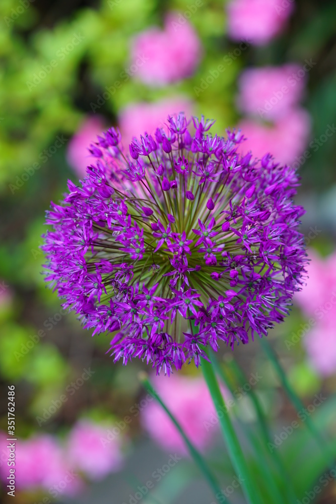 Purple globe allium flower in the spring Purple globe allium flower in the spring