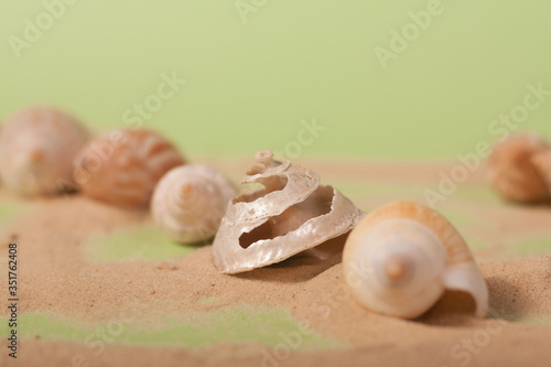 sea shells on a green background