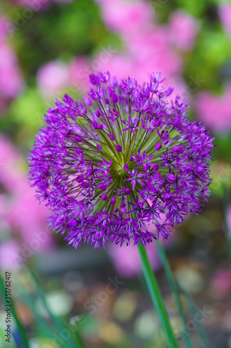 Purple globe allium flower in the spring