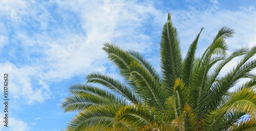 Canvas Print Beautiful palm tree top on blue sky background in Florida nature