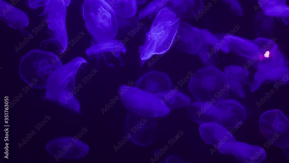 Illuminated transparent jelly fish in aquarium (slow motion 120fps) Illuminated transparent jelly fish in aquarium (slow motion 120fps)