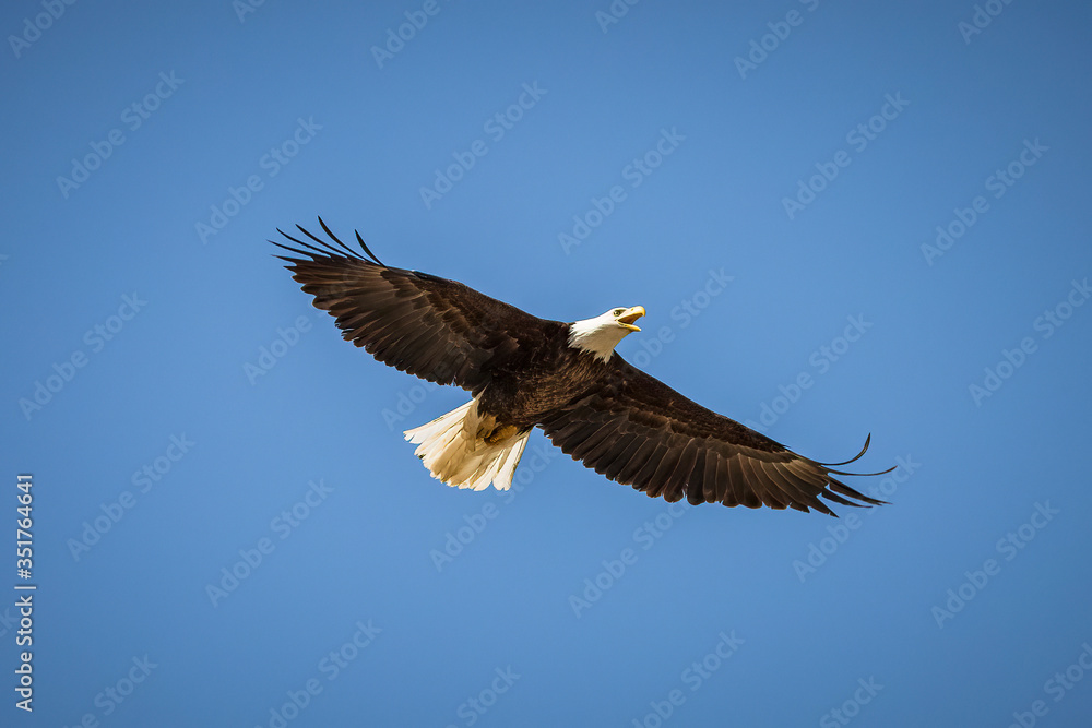 Obraz premium american bald eagle