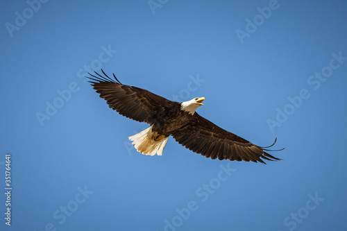 american bald eagle