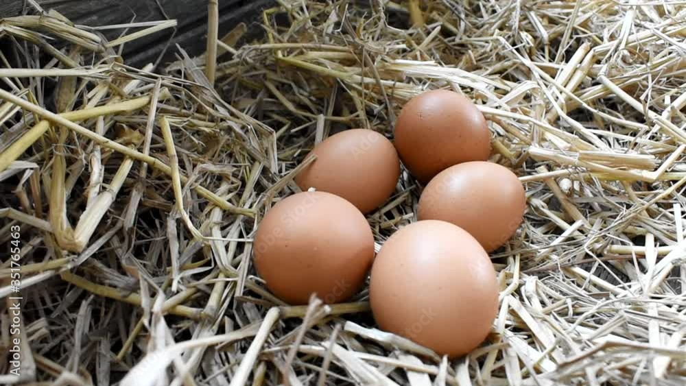 Male farmers gather eggs from the coffin in a basket. Healthy food implies health. Rural products in Thailand Male farmers gather eggs from the coffin in a basket. Healthy food implies health. Rural products in Thailand