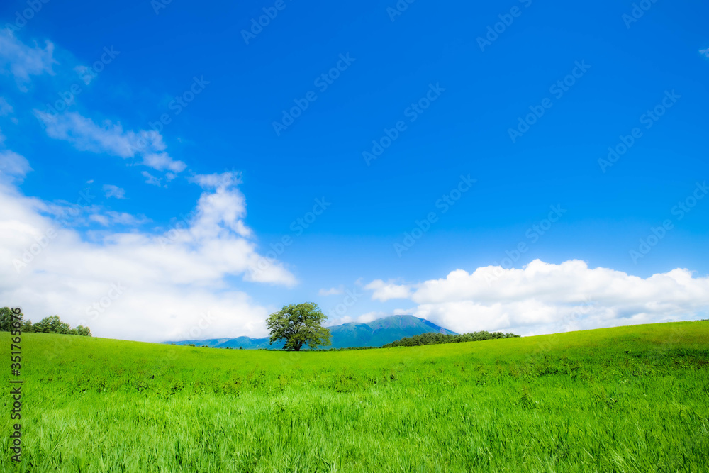 Obraz premium 真夏の一本桜