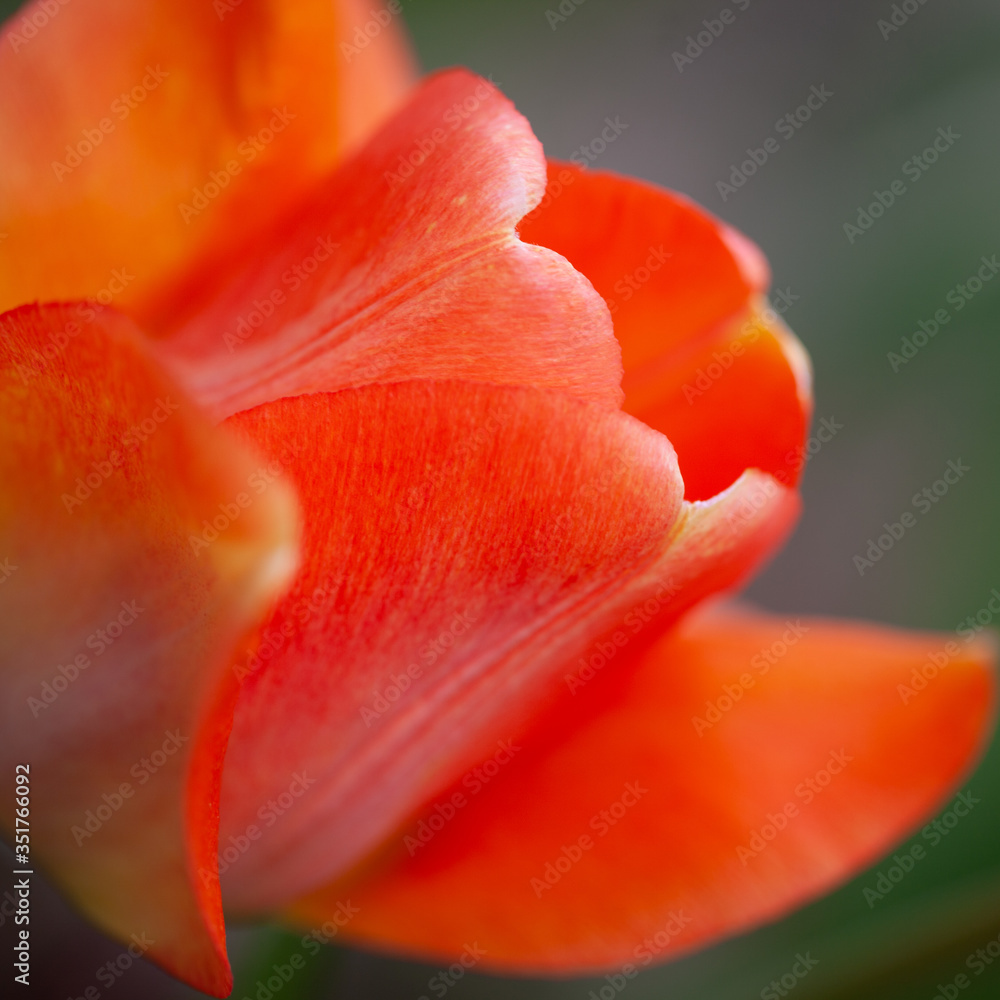 Orange tulip up close