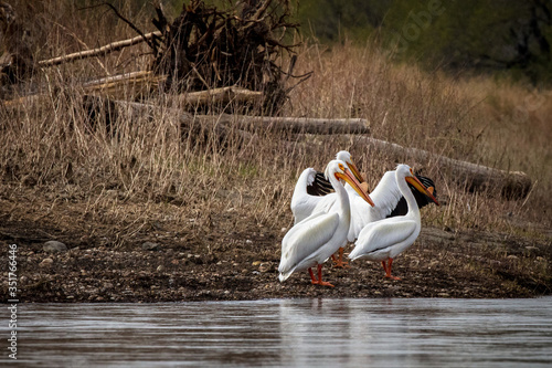 pelicans 