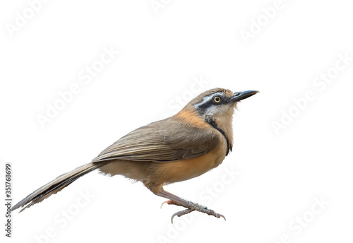 Greater Necklaced Laughingthrush on white background.
