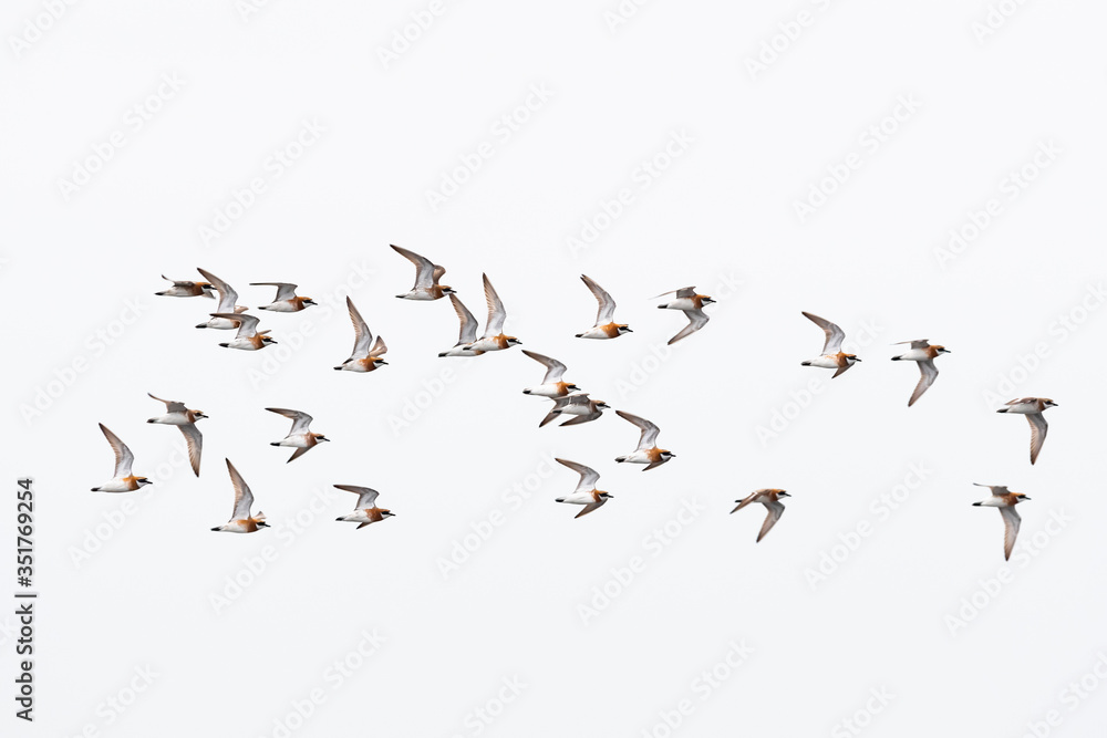 Obraz premium メダイチドリの群飛(Lesser Sand Plover)