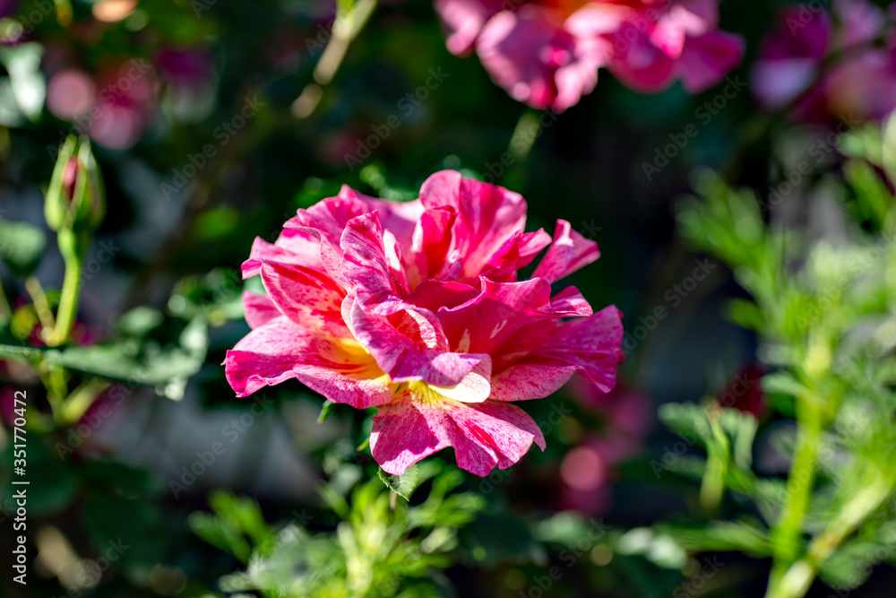 Variegated rose flower in full blooming Variegated rose flower in full blooming