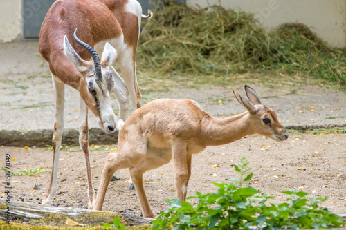 The female mhorr gazelle  Nanger dama mhorr  and its kid. This subspecies is already extinct in the wild  present in captive breeding programs.