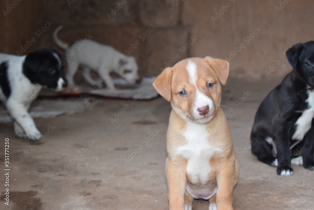 beagle and dog