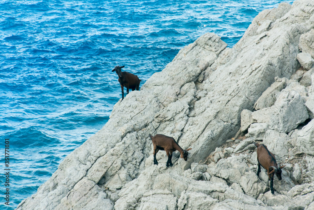 Goats on the mountain by the sea in Coll Baix, Alcudia, Majorca