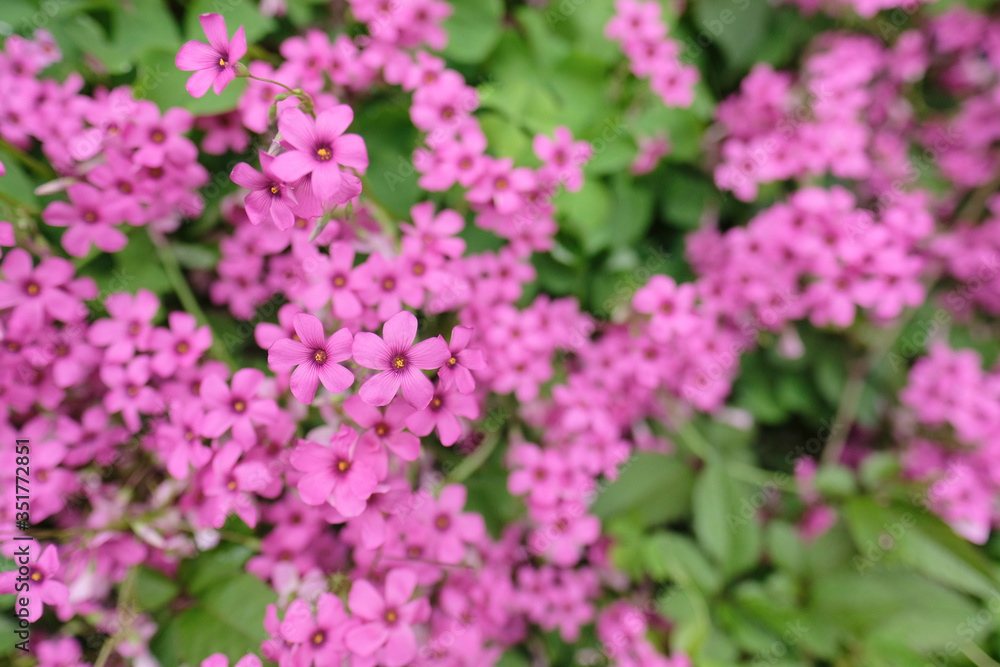 オキザリス。日本の野草。東京都。Pink color flower, Oxalis in grass, spring time Japan 