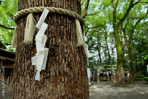 しめ縄と境内。日本の神社の風景。Shrine's Sacred tree, Tokyo Japan © Chasou_pics