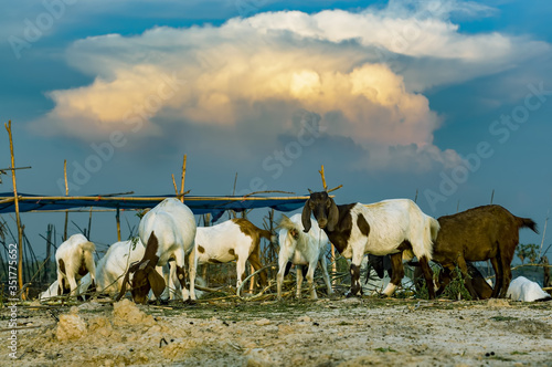 Herd of goat grazing leaves for food from pile of branches in farm under sunset blue sky.