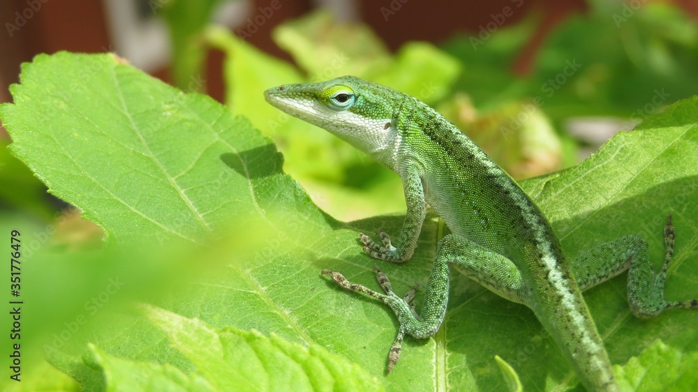 Fototapeta premium Tropical green anole lizard on leaves in Florida nature, closeup
