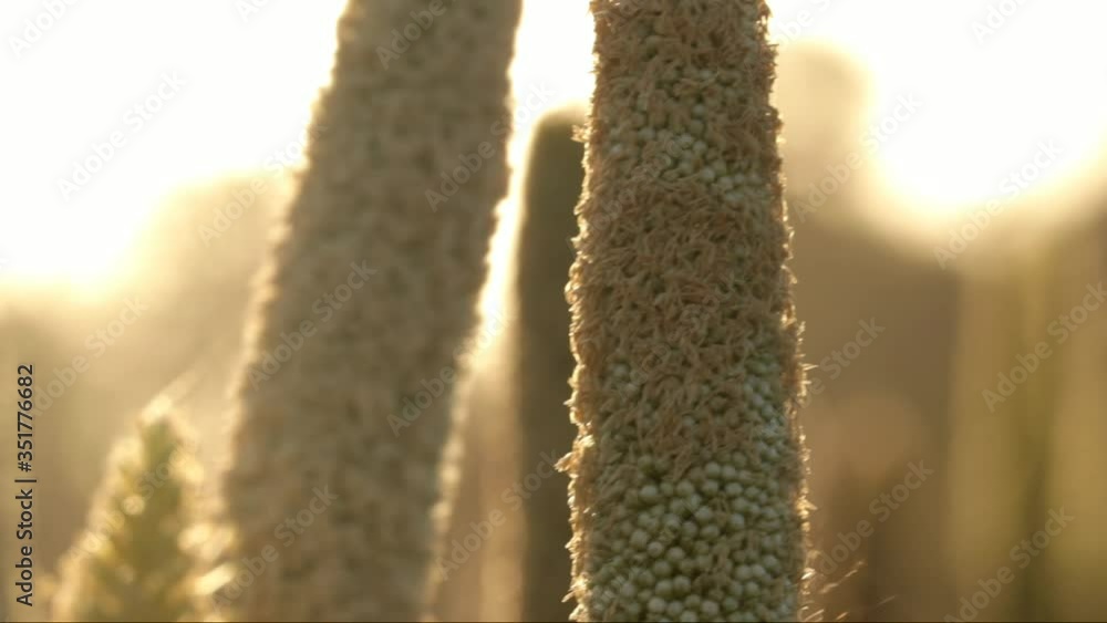 Video Stock Millet plantations in the field.bundles of millet seeds