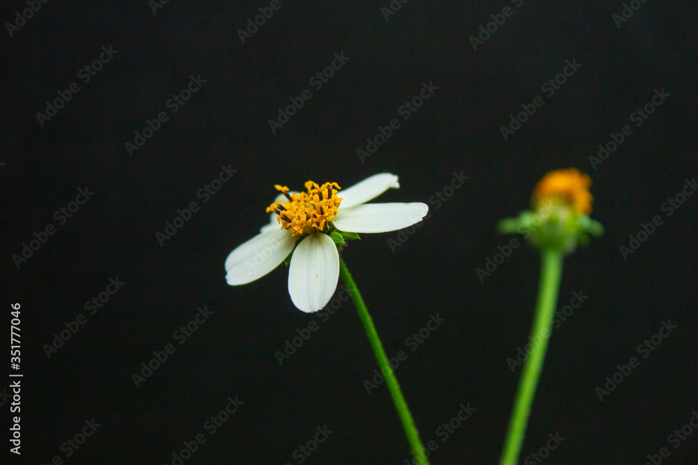 Obraz premium Daisy background black