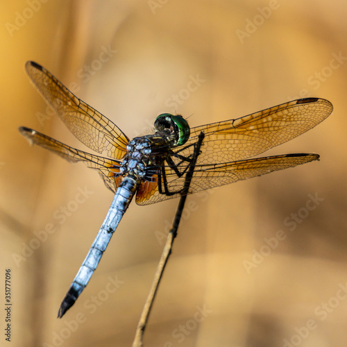 Male Blue Dasher Dragonfly (Pachydiplax longipennis) standing on a stick, Pine Glades Natural Area, Jupiter, Palm Beach County, Florida, USA © A.J. Vanhooser