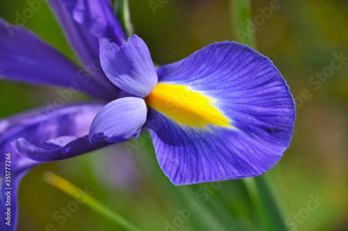 Blaue holländische Iris