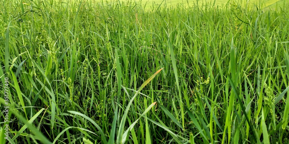 Obraz premium green grass background