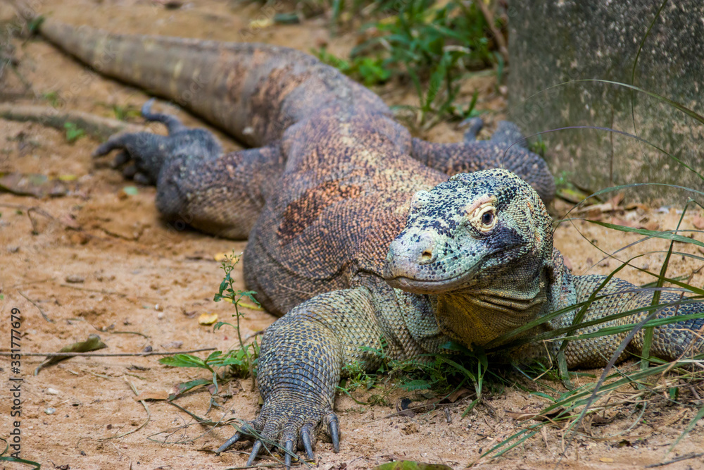 The Komodo dragon rests on the ground.
it is also known as the Komodo monitor, a species of lizard found in the Indonesian islands of Komodo, Rinca, Flores, and Gili Motang. The Komodo dragon rests on the ground.
it is also known as the Komodo monitor, a species of lizard found in the Indonesian islands of Komodo, Rinca, Flores, and Gili Motang.