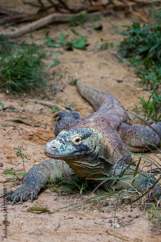 The Komodo dragon rests on the ground. it is also known as the Komodo monitor  a species of lizard found in the Indonesian islands of Komodo  Rinca  Flores  and Gili Motang.