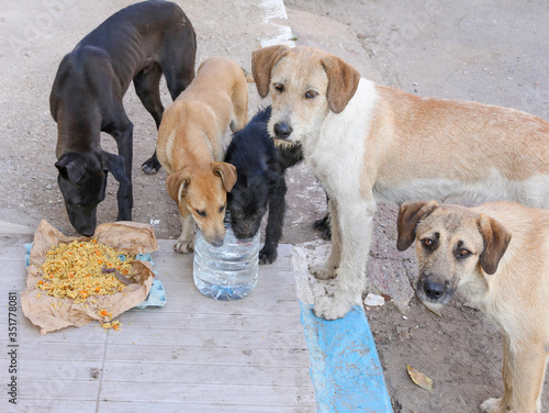 A flock of stray dogs.