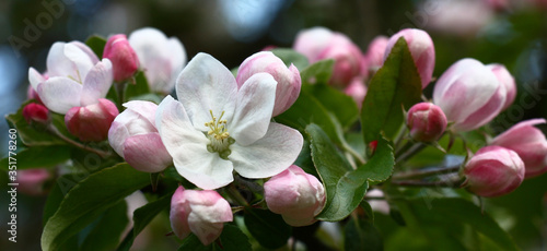 The apple-tree blossoms. Among the pink not opened buds and young green leaves there is one white flower.