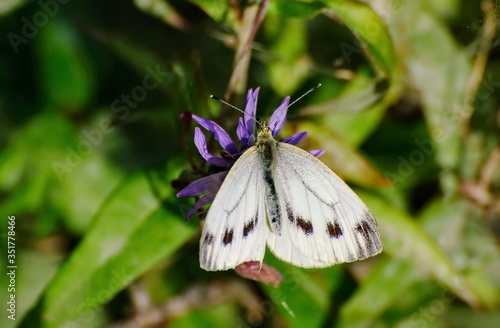 Εκτύπωση καμβά Small White butterfly (Pieris rapae) collects nectar from a lilac flower
