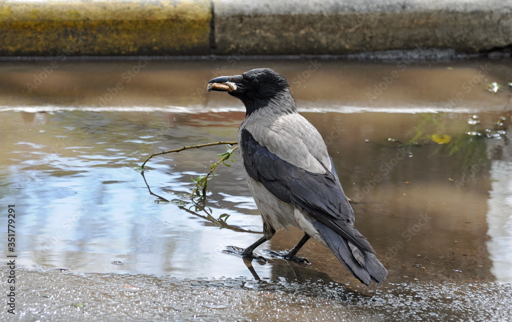 Obraz premium A grey crow with food in its beak stands in a spring puddle. Moscow region. Russia.