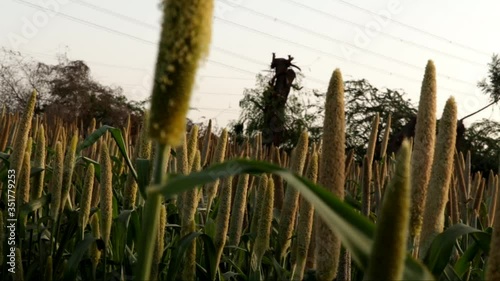 millet cropping in village. millet crpos,ripe millet crops in the fields in farm,pearl Millet Field in Gujarat India.the Crop is Know as Bajra or Bajri Agriculture,selective focus 